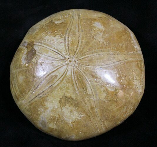 Large Polished Fossil Sand Dollar - Jurassic #18793